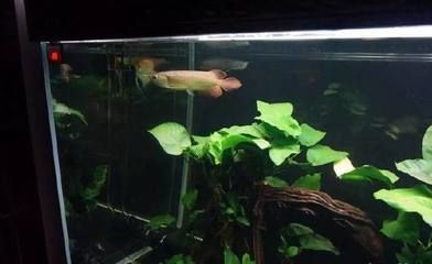 龍魚組合成一個網(wǎng)名大全，“龍魚”組合成的網(wǎng)名大全