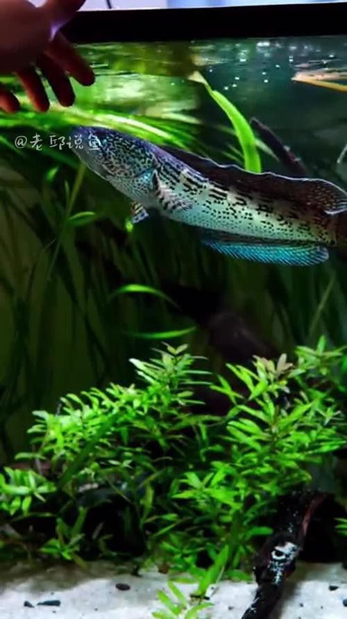 哪些品牌的相機(jī)適合拍攝雷龍魚？ 哪些品牌的相機(jī)適合拍攝雷龍魚？ 龍魚百科 第12張