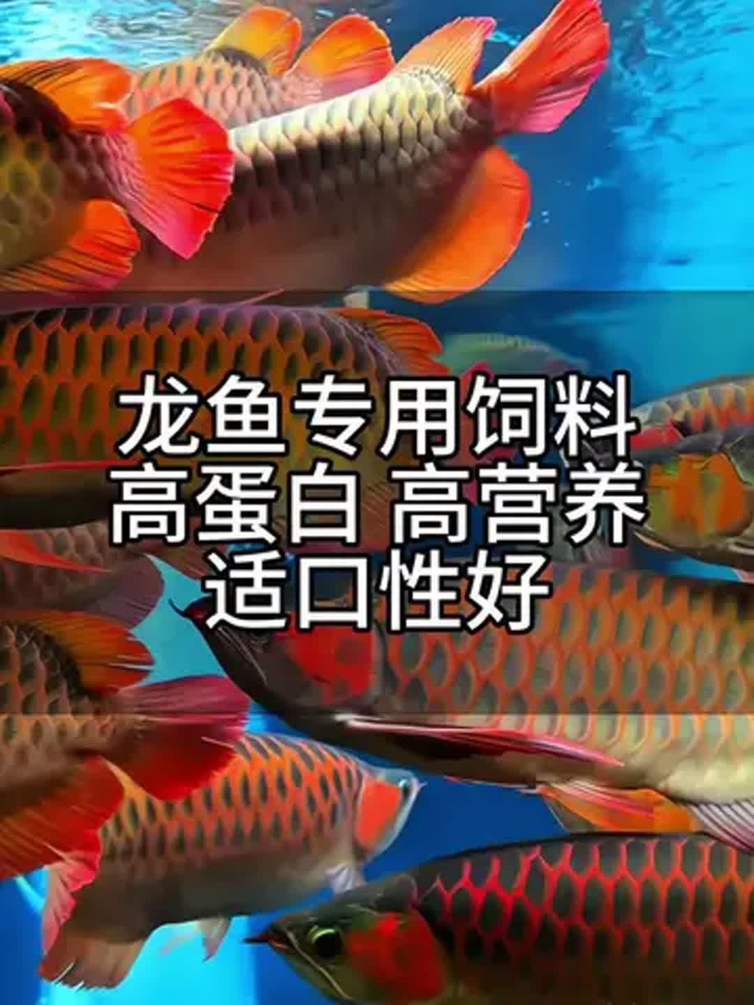 金龍魚最佳飼料選擇