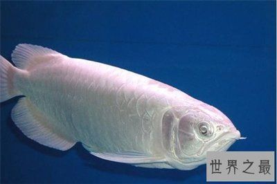 白金龍魚的價格是多少（白金龍魚市場價格趨勢）