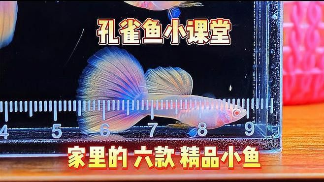 孔雀龍魚的價格差異大嗎？