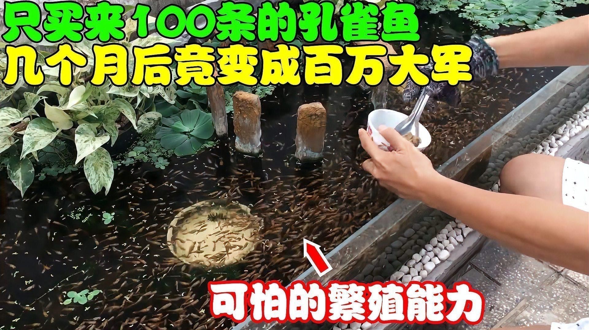 孔雀龍魚的價格差異大嗎？