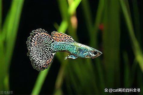 孔雀龍魚的價格差異大嗎？
