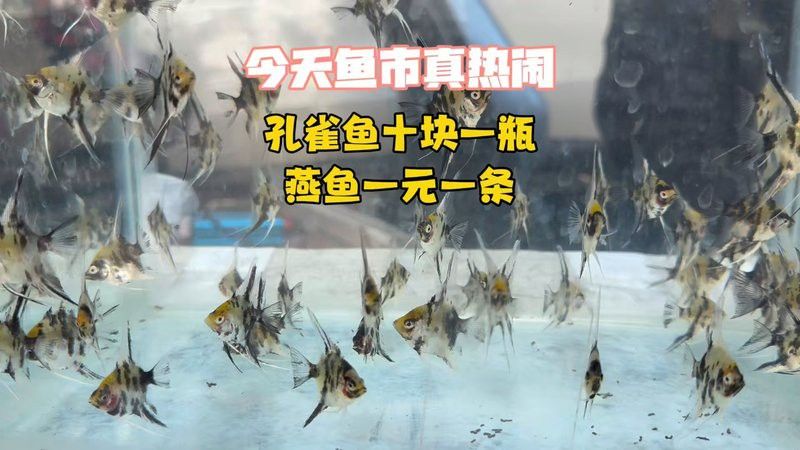 孔雀龍魚的價格差異大嗎？