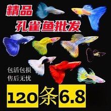 孔雀龍魚的價格差異大嗎？