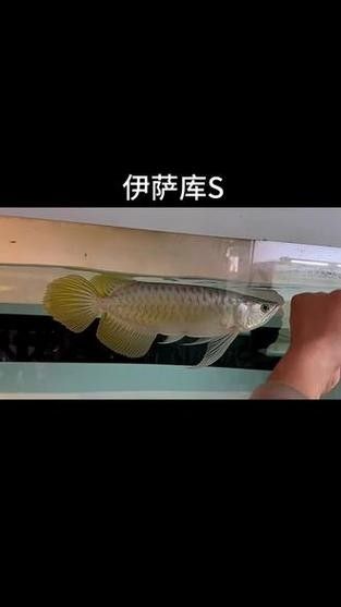 龍魚魚缸背景圖片大全超清視頻