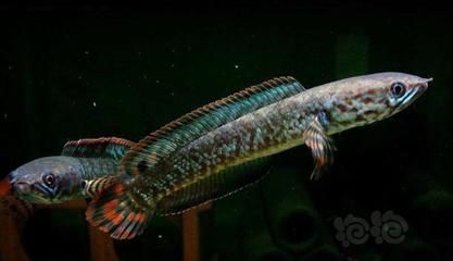 雷龍魚和龍魚（雷龍魚與龍魚混養(yǎng)注意事項(xiàng),如何鑒別優(yōu)質(zhì)雷龍魚）