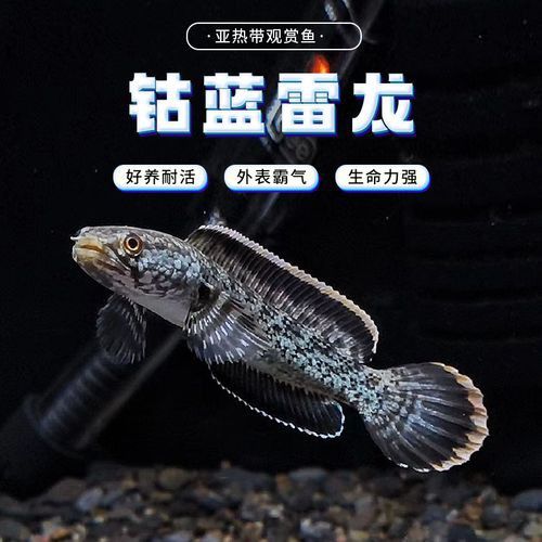 最好看的雷龍魚