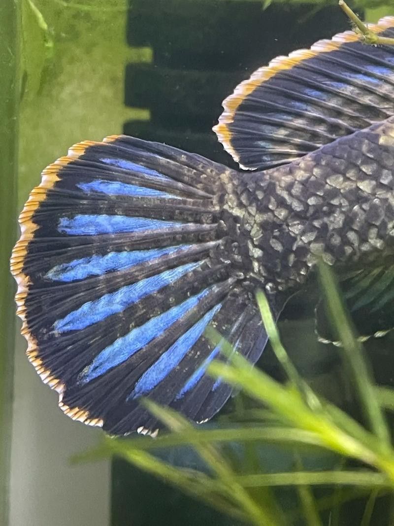 最好看的雷龍魚