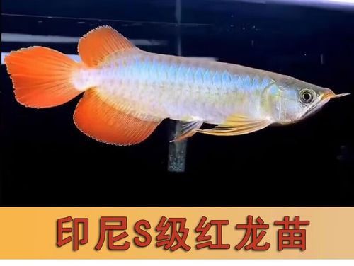 如何讓龍魚發(fā)色更好呢圖片