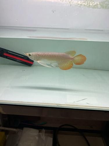 如何讓龍魚發(fā)色更好呢圖片