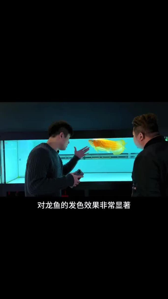 如何讓龍魚發(fā)色更好呢圖片