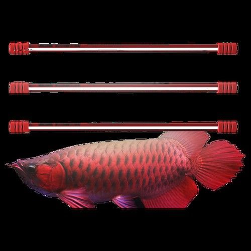 如何讓龍魚發(fā)色更好呢圖片