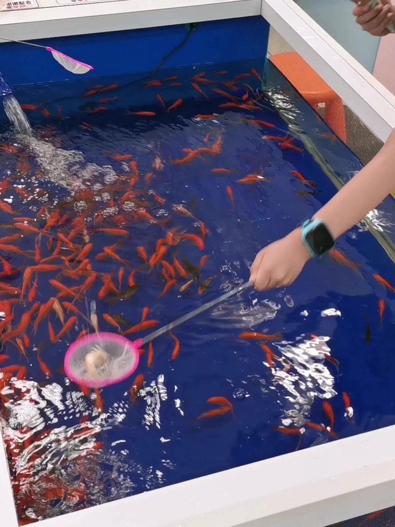 喂龍魚吃的小紅魚是什么魚