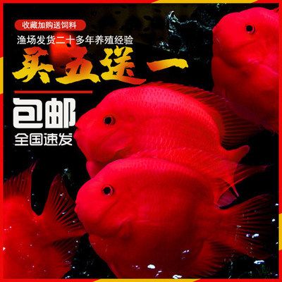 紅龍魚最建議買的三個品牌