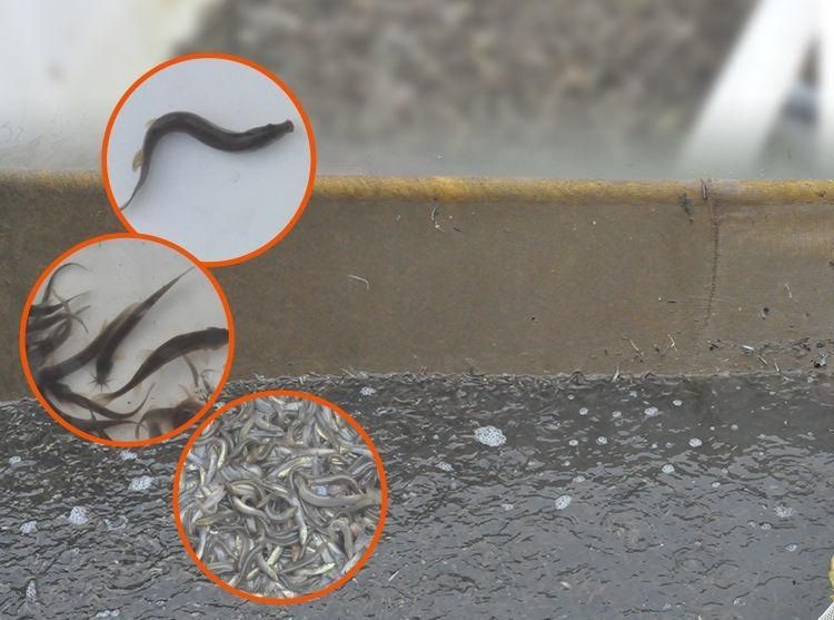 龍魚活餌如何消毒（龍魚活餌殺菌處理方法）