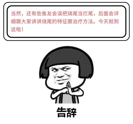 龍魚 爛尾 貼吧：龍魚爛尾怎么辦