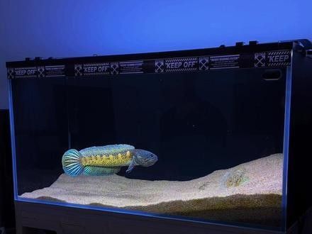 雷龍魚價格表圖片 雷龍魚價格表圖片 龍魚百科 第31張