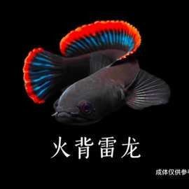 雷龍魚價格表圖片 雷龍魚價格表圖片 龍魚百科 第36張