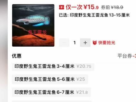 雷龍魚價格表圖片 雷龍魚價格表圖片 龍魚百科 第34張