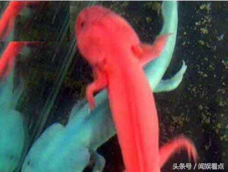 龍魚黑眼消失的原因分析（龍魚看起來像是失去了黑眼）