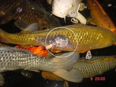 金龍魚不怎么吃東西正常嗎：金龍魚不怎么吃東西是怎么回事