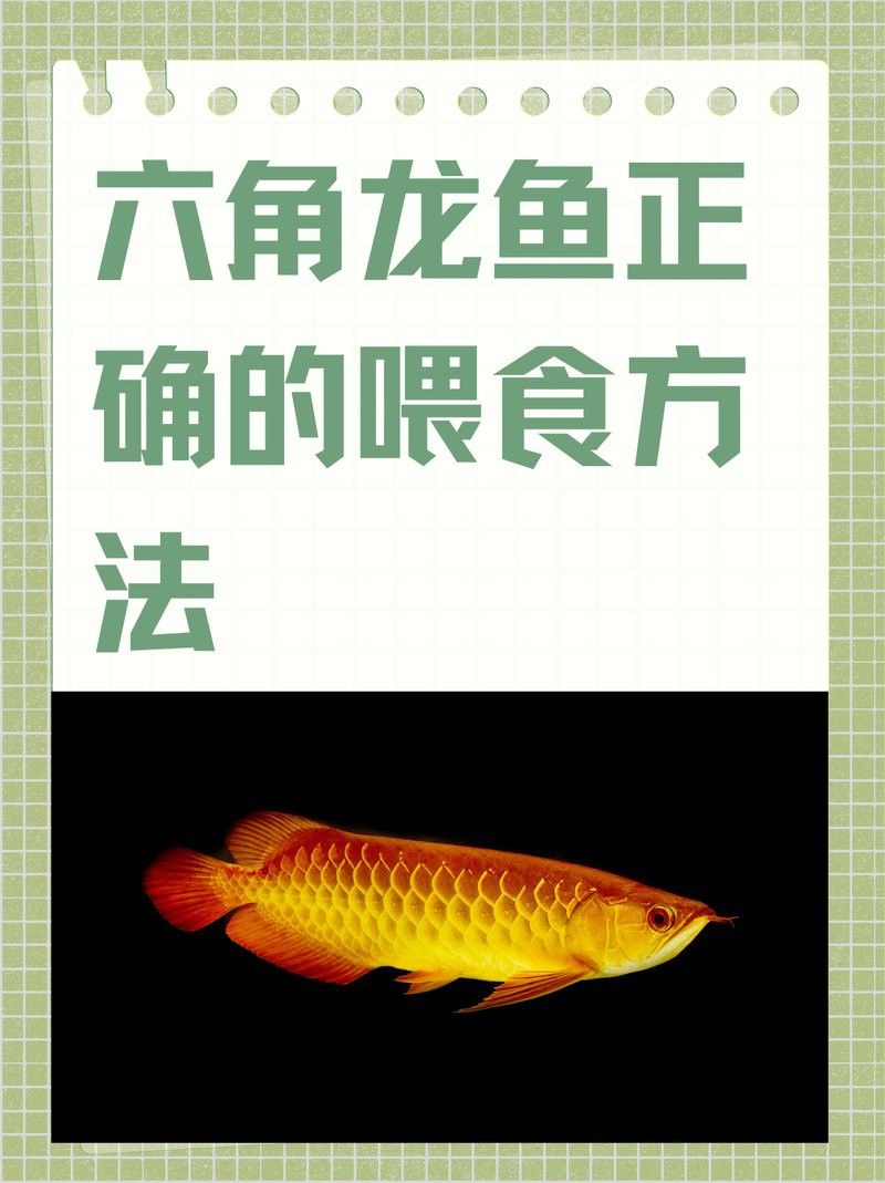 六角龍魚多久喂一次魚食合適