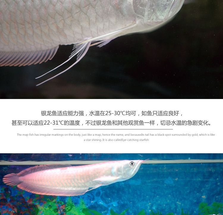 銀龍魚苗成長期營養需求：銀龍魚苗在成長期的具體營養需求分析