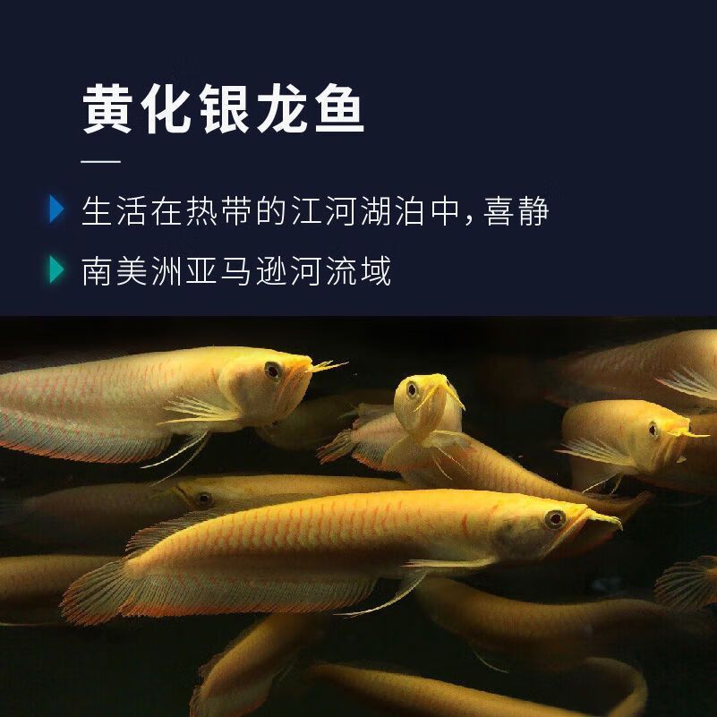 銀龍魚苗成長期營養需求：銀龍魚苗在成長期的具體營養需求分析