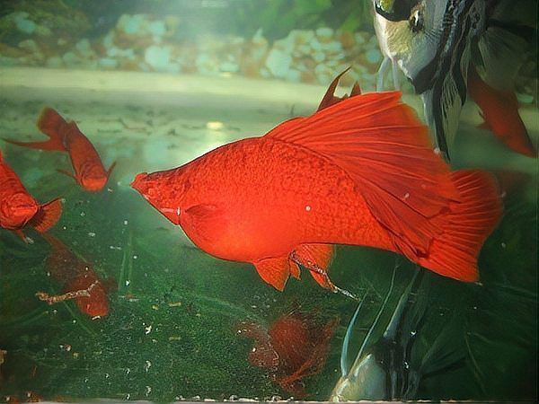 如何建立魚缸檢疫流程？