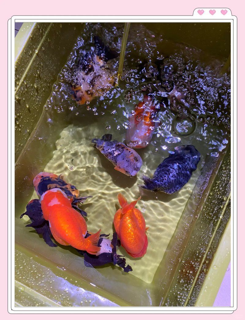 如何建立魚缸檢疫流程？