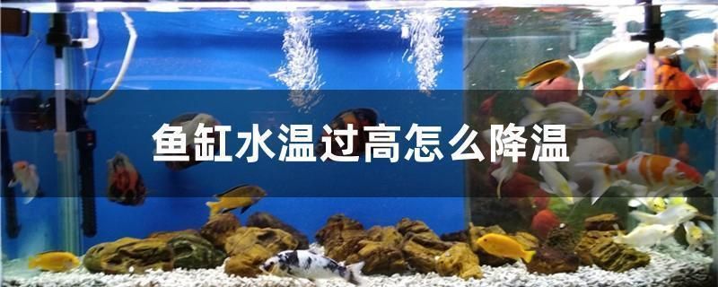 龍魚魚缸溫度高怎么降溫：夏季養龍魚注意事項,魚缸防曬措施有哪些