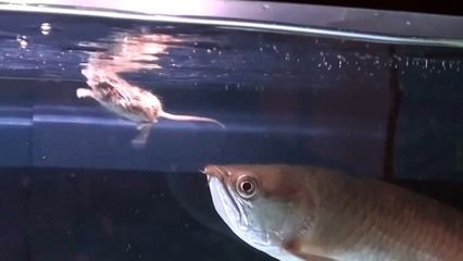 金龍魚 吃老鼠（金龍魚吃老鼠會死亡嗎？）
