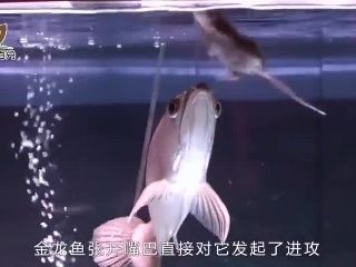 金龍魚 吃老鼠（金龍魚吃老鼠會死亡嗎？）