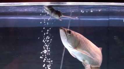 金龍魚 吃老鼠（金龍魚吃老鼠會死亡嗎？）
