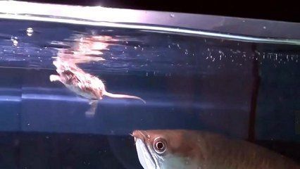 金龍魚 吃老鼠（金龍魚吃老鼠會死亡嗎？）