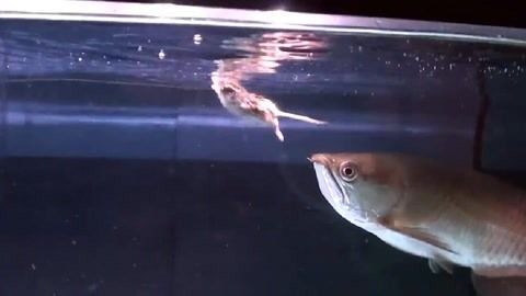金龍魚 吃老鼠（金龍魚吃老鼠會死亡嗎？）