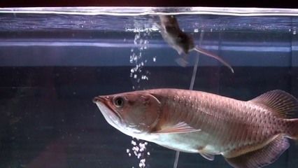金龍魚 吃老鼠（金龍魚吃老鼠會死亡嗎？）