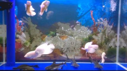 汗鯊龍魚混養：關于龍魚混養的問題