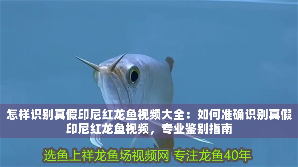 怎樣識別真假印尼紅龍魚視頻大全：如何準確識別真假印尼紅龍魚視頻，專業鑒別指南