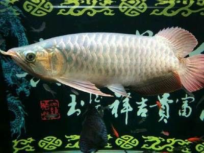 養龍魚怎么造景：養殖龍魚造景的關鍵要點，養龍魚造景的關鍵要點