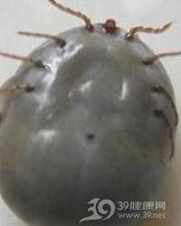 龍魚寄生蟲治療周期一般多久？