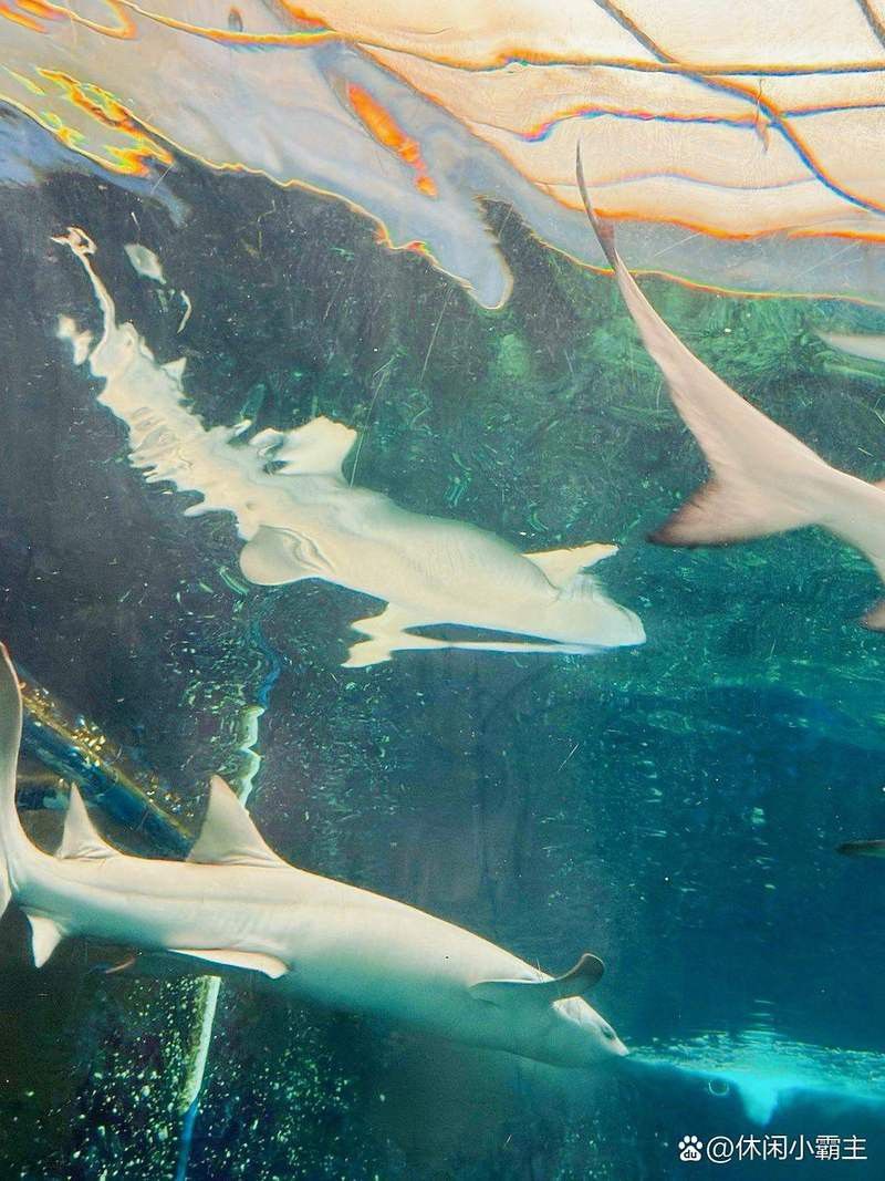 連云港金龍魚水族館怎么樣收費