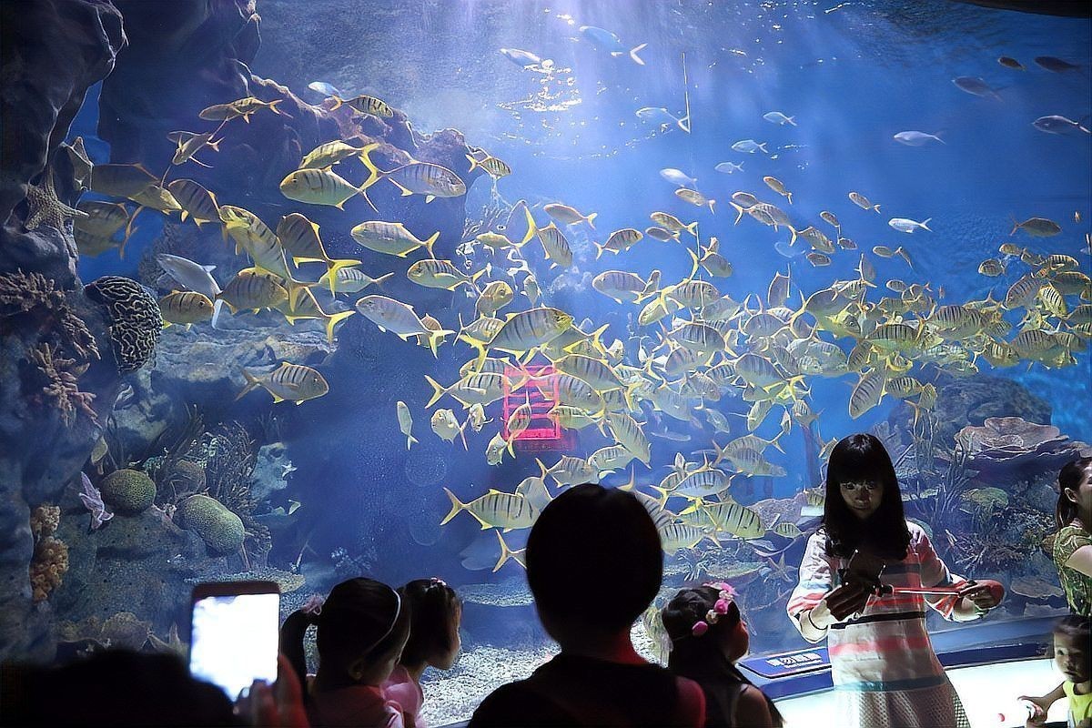 連云港金龍魚水族館怎么樣收費