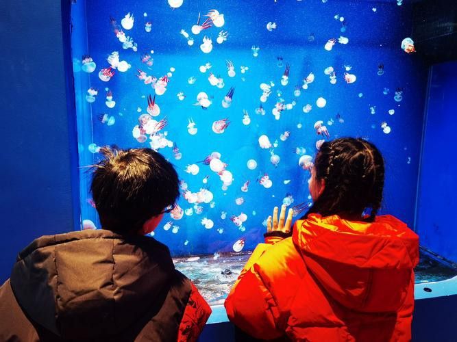 連云港金龍魚水族館怎么樣收費