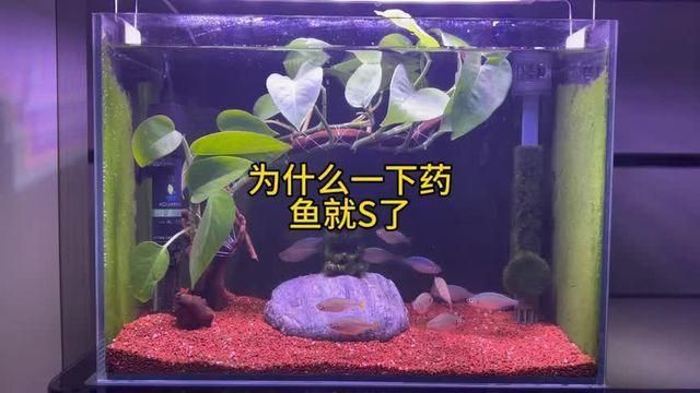 魚病治療時需要注意什么？