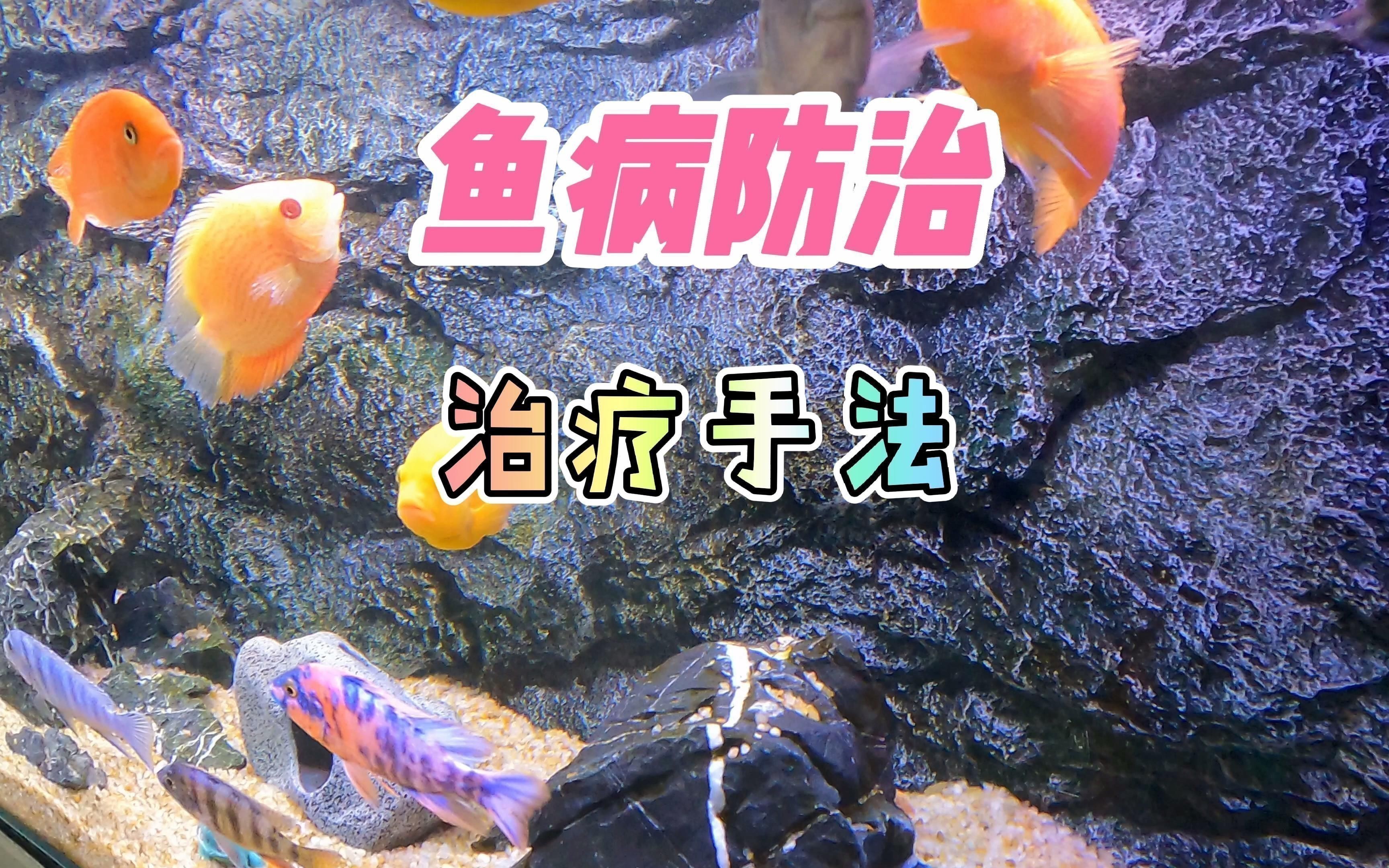 魚病治療時需要注意什么？