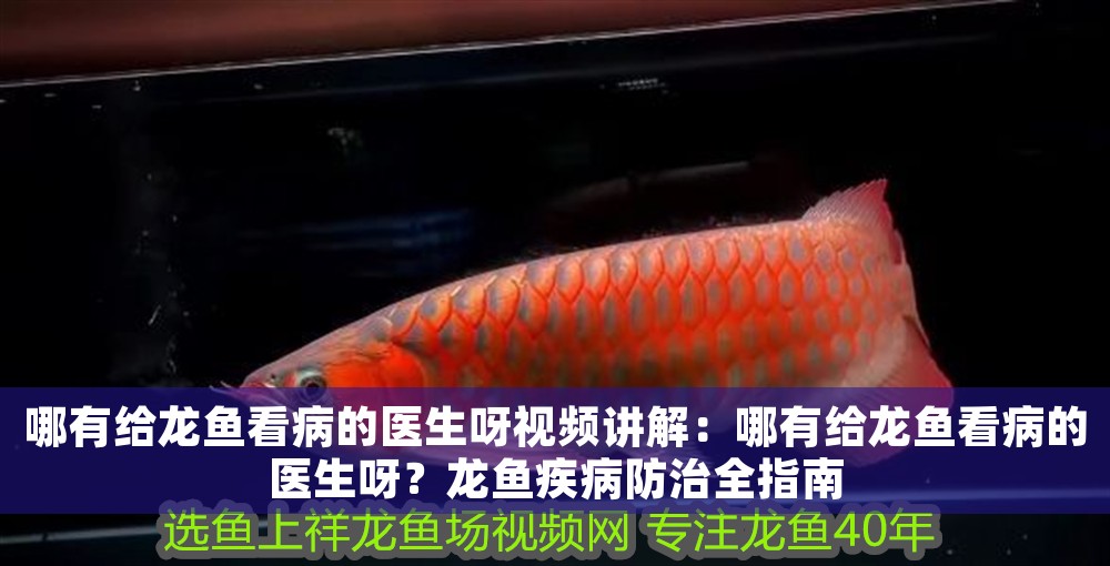 哪有給龍魚看病的醫生呀視頻講解：哪有給龍魚看病的醫生呀？龍魚疾病防治全指南