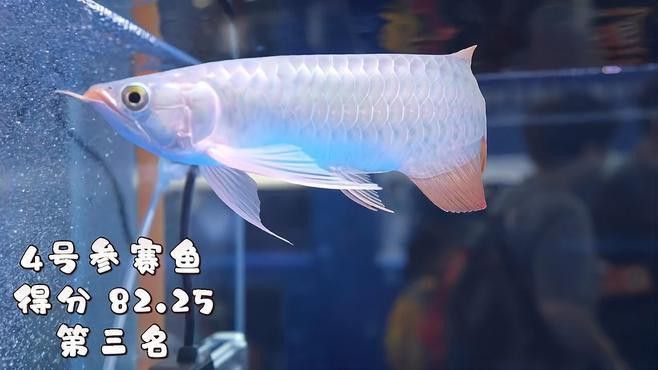推薦幾款性價比高的LED龍魚燈