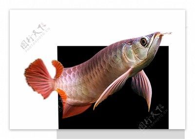 龍魚素材圖去哪里找到：如何在網絡上找到龍魚素材圖